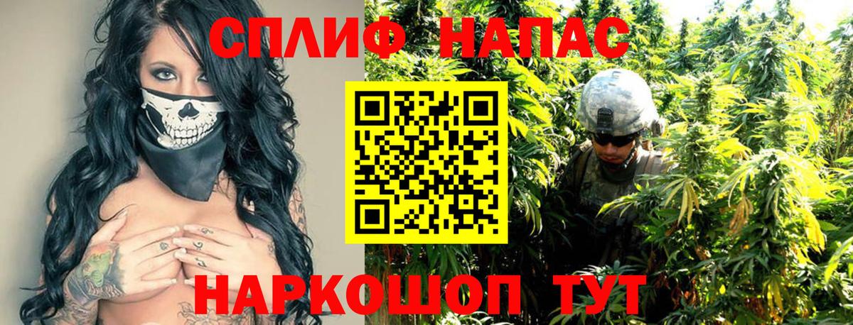 Конопля гибрид Гусев